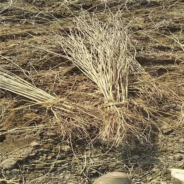 刺槐苗  刺槐小苗  刺槐树苗  刺槐