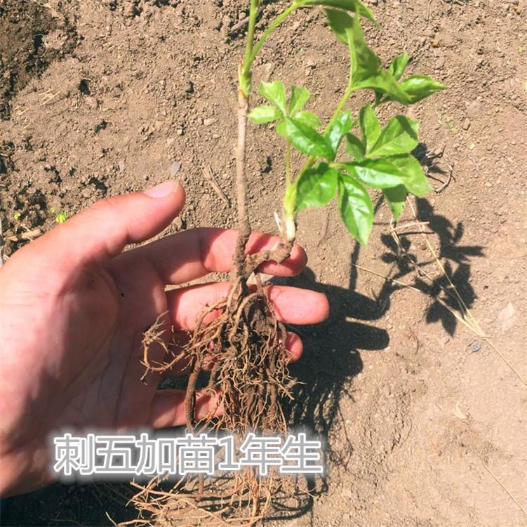 刺五加 培育基地直销 易存活刺五加苗 品种优良