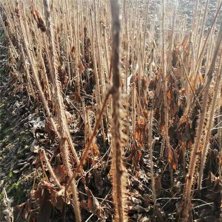 基地直销刺五加苗 大量现货供应批发 易存活 