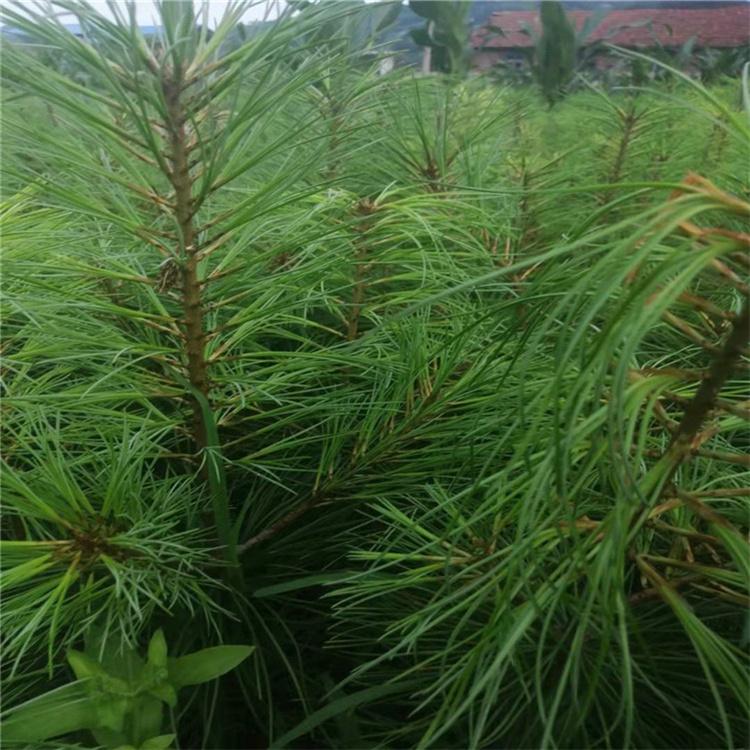 红松苗  红松苗圃  现货供应批发  技术成熟