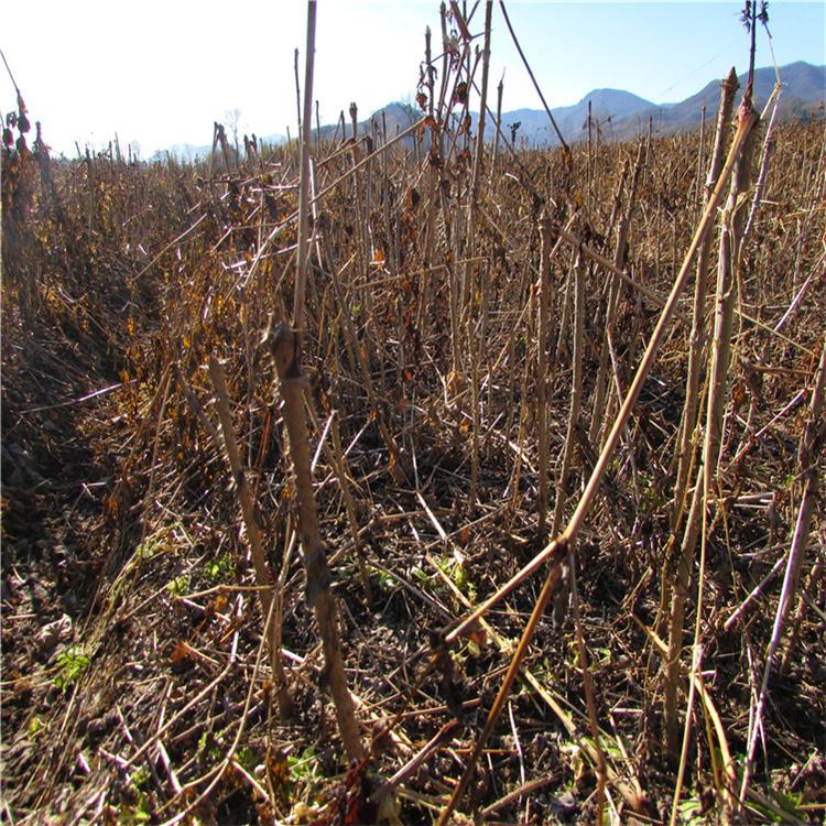 批发刺嫩芽苗 刺嫩芽   刺老苞  极易存活 大量供应