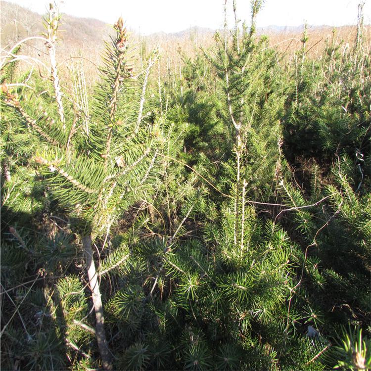 冷杉苗 耐冻绿植  易成活  常年出售