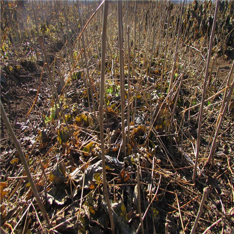 短梗刺五加苗 刺五加苗圃  易存活 大量批发销售 