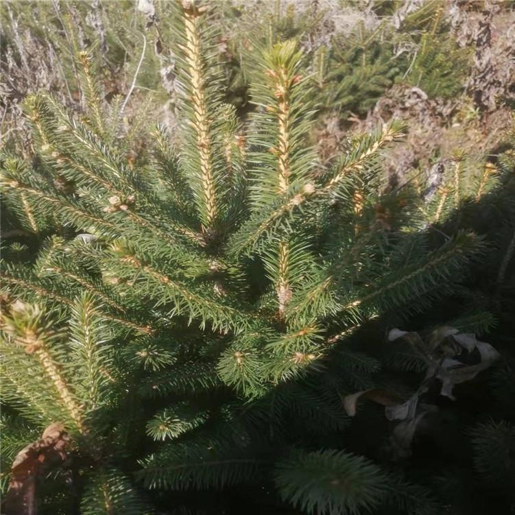 云杉小苗 云杉树苗1-5米 辽宁云杉价格 东北云杉种植基地