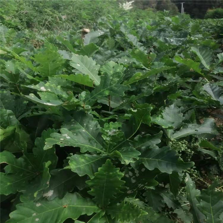 蒙古栎苗 丛生蒙古栎价格 蒙古栎基地批发