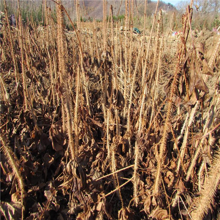 长梗刺五加苗 苗木品质保证 又称刺拐棒 生产厂家_欢迎咨询