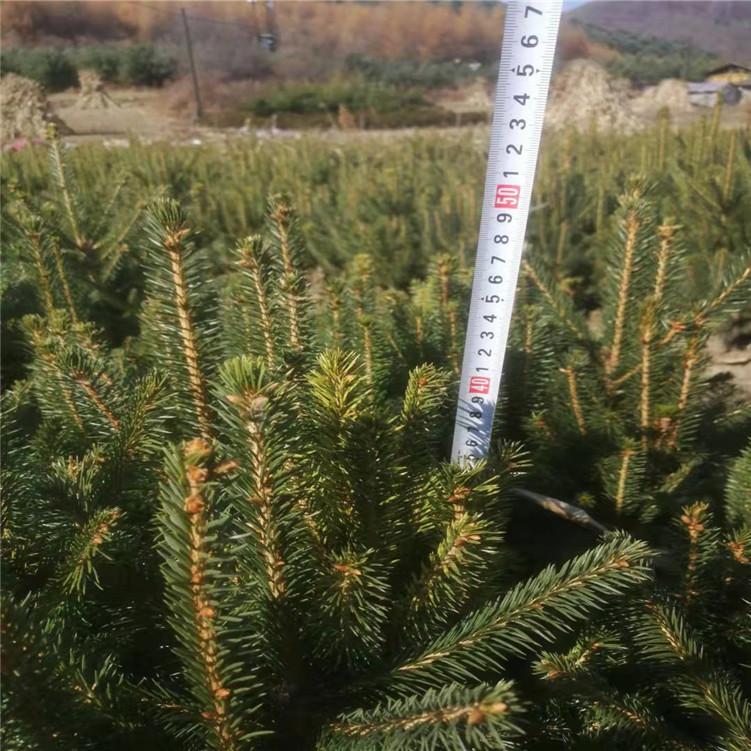 云杉 供应1米2米3米4米5米云杉树苗 云杉基地
