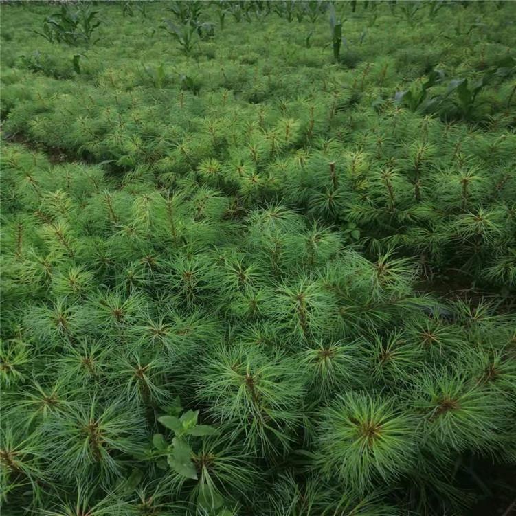 红豆杉苗 现场起苗 优质厂家 规格齐全