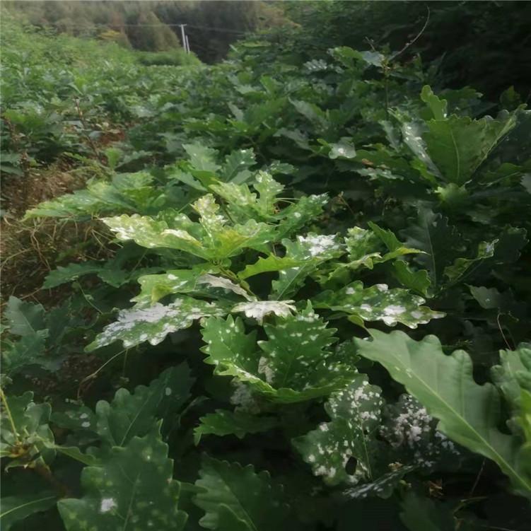 出售精品蒙古栎 树形优美 规格齐价格低 质量保证 小区绿化