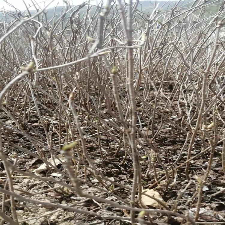 基地直发 辽五味子苗 东北五味子苗批发价格 优质供应