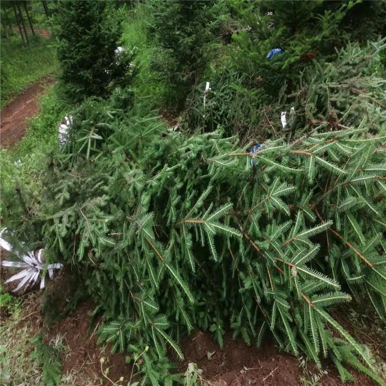云杉 云杉小苗 批发1-5米云杉 常青树云杉批发