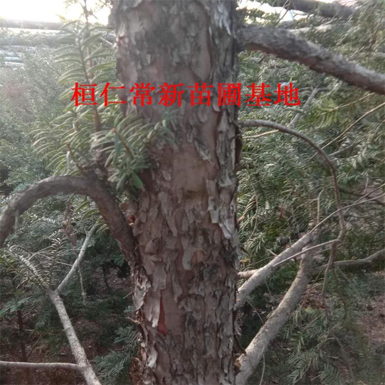 红豆杉树苗 优质厂家 东北红豆杉苗 现货供应 规格齐全