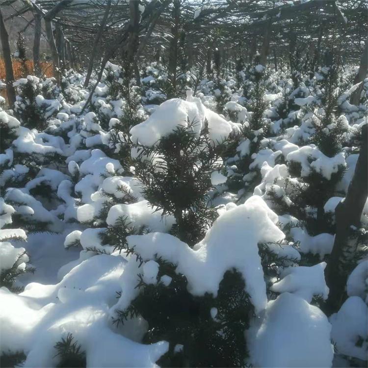 大榛子苗 达维榛子苗 玉坠榛子苗 长毛榛子苗