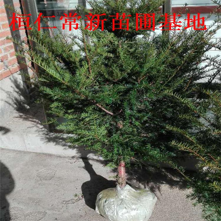 红豆杉 红豆杉苗 辽宁红豆杉苗基地 大量苗木批发销售