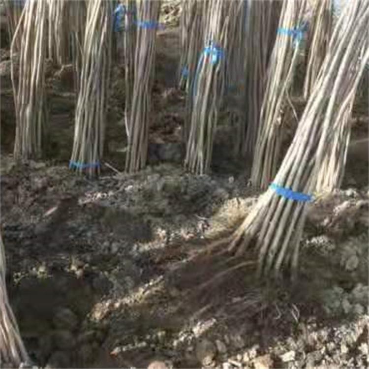 大榛子苗 达维榛子树苗 玉坠果树苗木 基地直发 品种纯