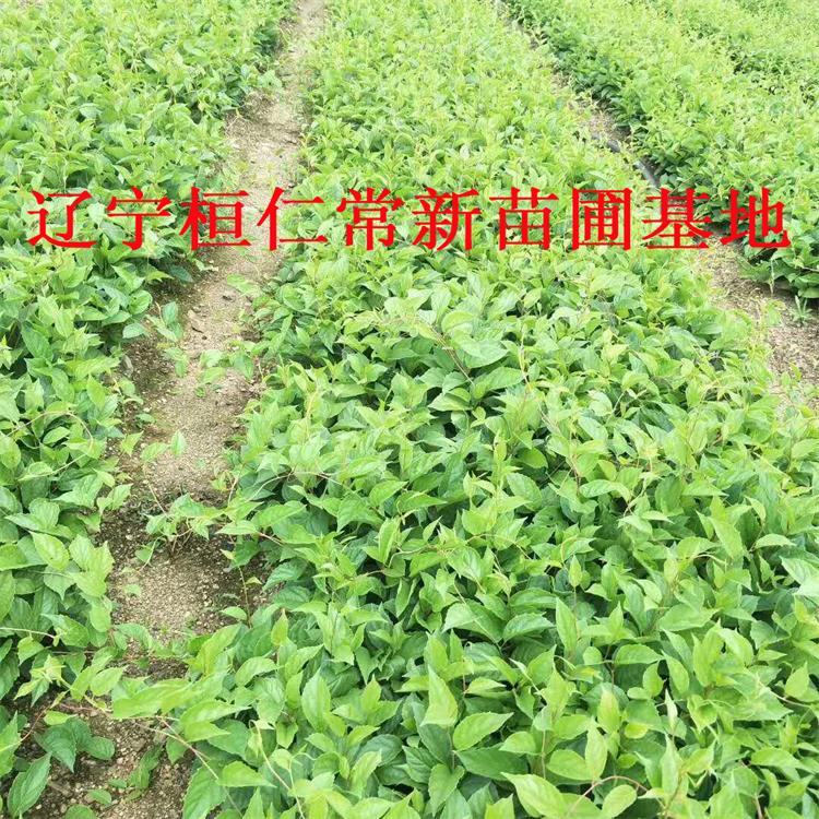 厂家直发 辽宁五味子苗 占地苗批发价格 优质供应