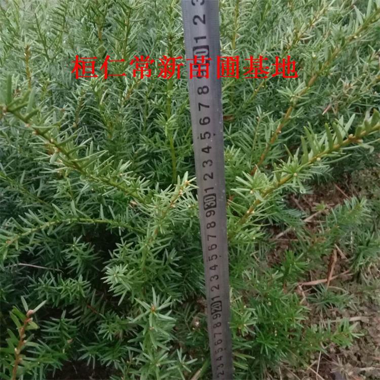 红豆杉小苗 红豆杉苗木供应 松林种植 萌芽力强