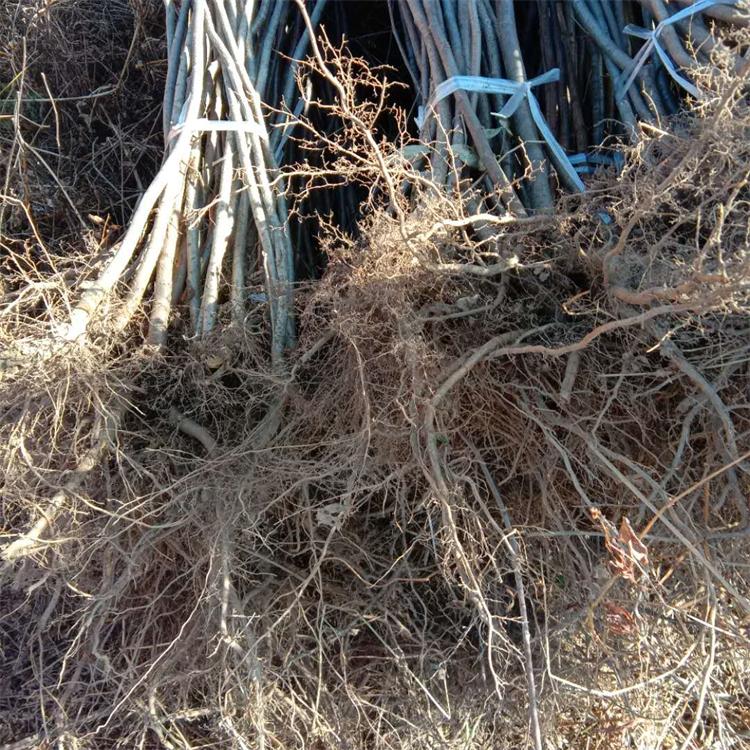 花楸二年苗 产地供应花楸苗 当年生的花楸苗