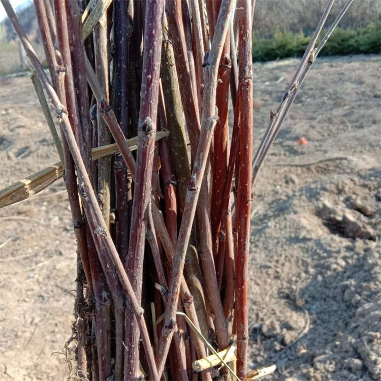 花楸苗 基地供应花楸树苗 品质保证 大量出售 品质好