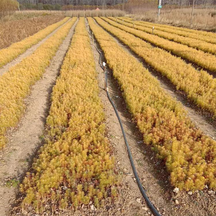 落叶松苗 日本落叶松苗 落叶松树苗 落叶松小苗