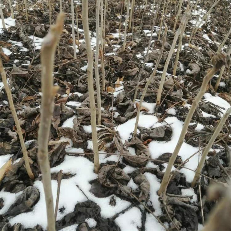 核桃苗 基地销售薄壳核桃苗 易栽培 核桃苗现挖现卖