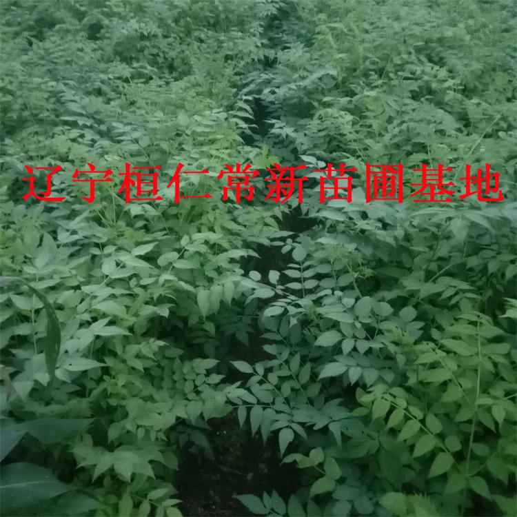 常年供应 东北刺嫩芽苗 东北山区刺嫩芽苗