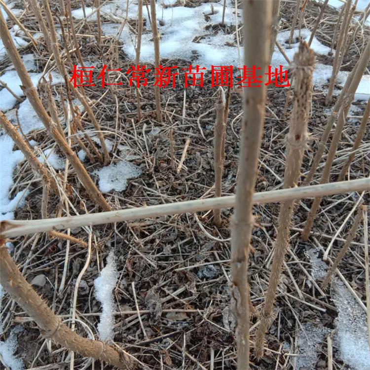 刺嫩芽苗 极易存活刺嫩芽苗基地直发 刺嫩芽苗预定中