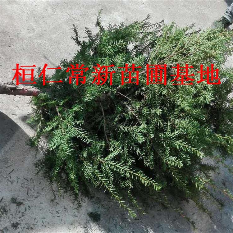 红豆杉 基地批发红豆杉小苗 树苗端正