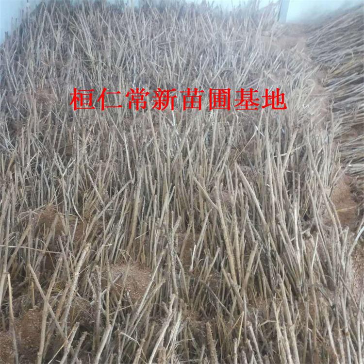 刺嫩芽苗 小苗 大苗 抗旱耐寒 根系发达