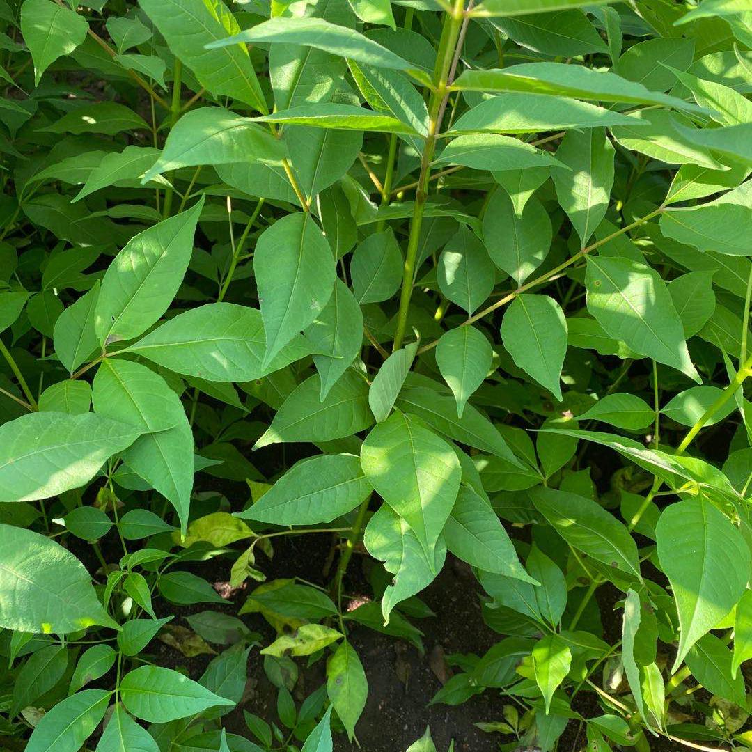 黄柏苗 黄柏苗价格 黄柏苗基地批发 来基地洽谈