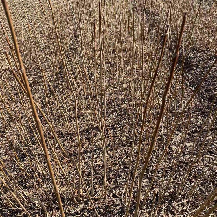 黄柏苗 诚信苗圃 黄柏苗培育基地供应