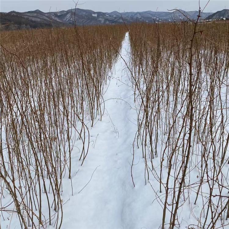 大量现货供应刺槐树苗直销 诚信苗圃 规格齐全