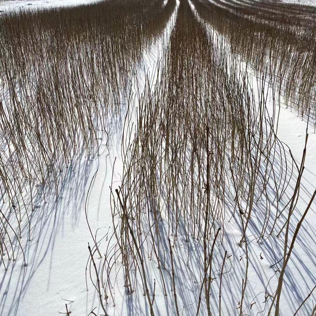 80-100公分黄柏苗 黄柏苗基地批发 来基地洽谈