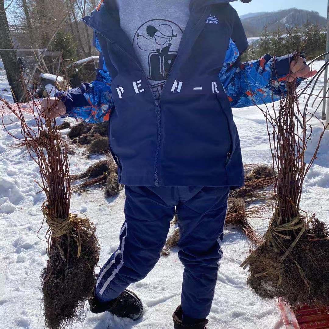 五味子冬储苗 苗圃发货