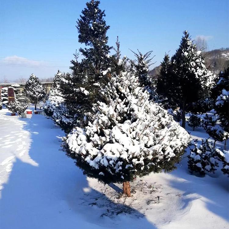 精品东北红豆杉苗 占地苗 批量销售量大优惠