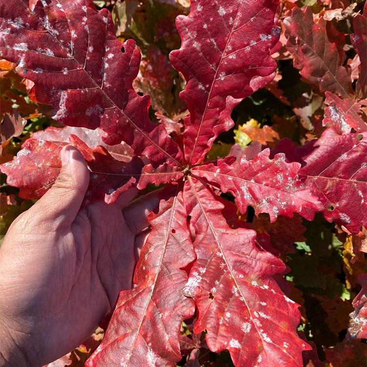 基地直销蒙古栎小苗 辽东栎一年苗 价格便宜