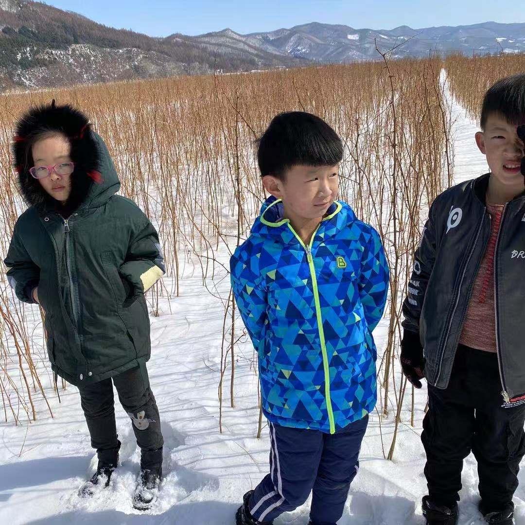 供应刺槐小苗种植 刺槐苗基地自产直销 刺槐苗价格优惠