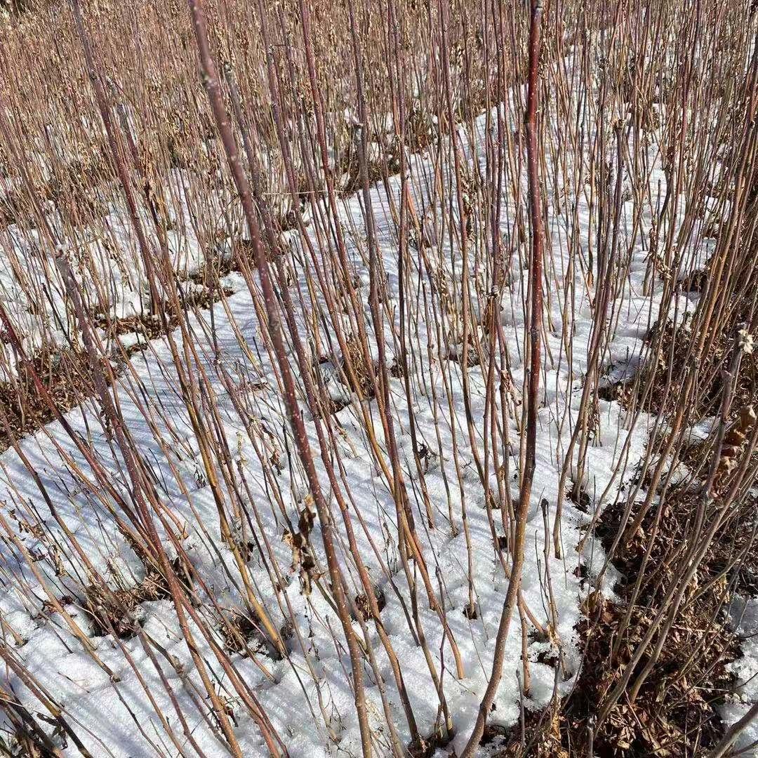 基地直销花楸苗 苗圃直发 量大从优