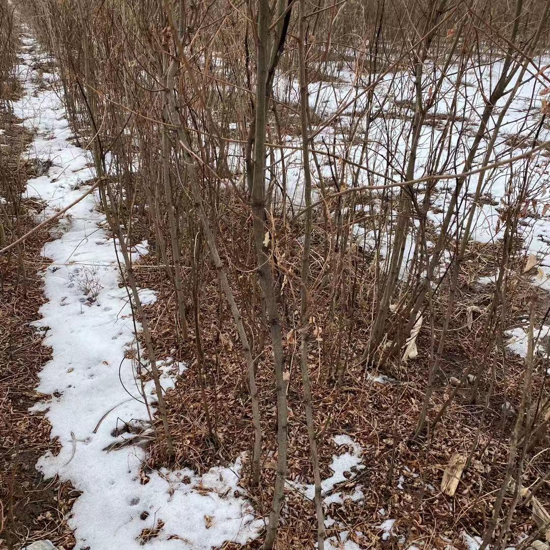 刺槐小苗批发 万亩基地低价供应刺槐苗 成活率高