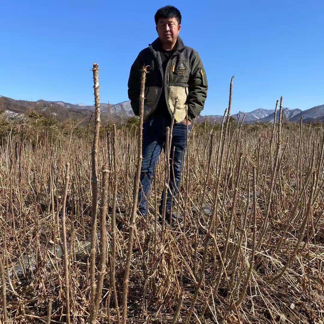 春季大量出售刺龙芽苗 品质优良 价格优惠 欢迎咨询