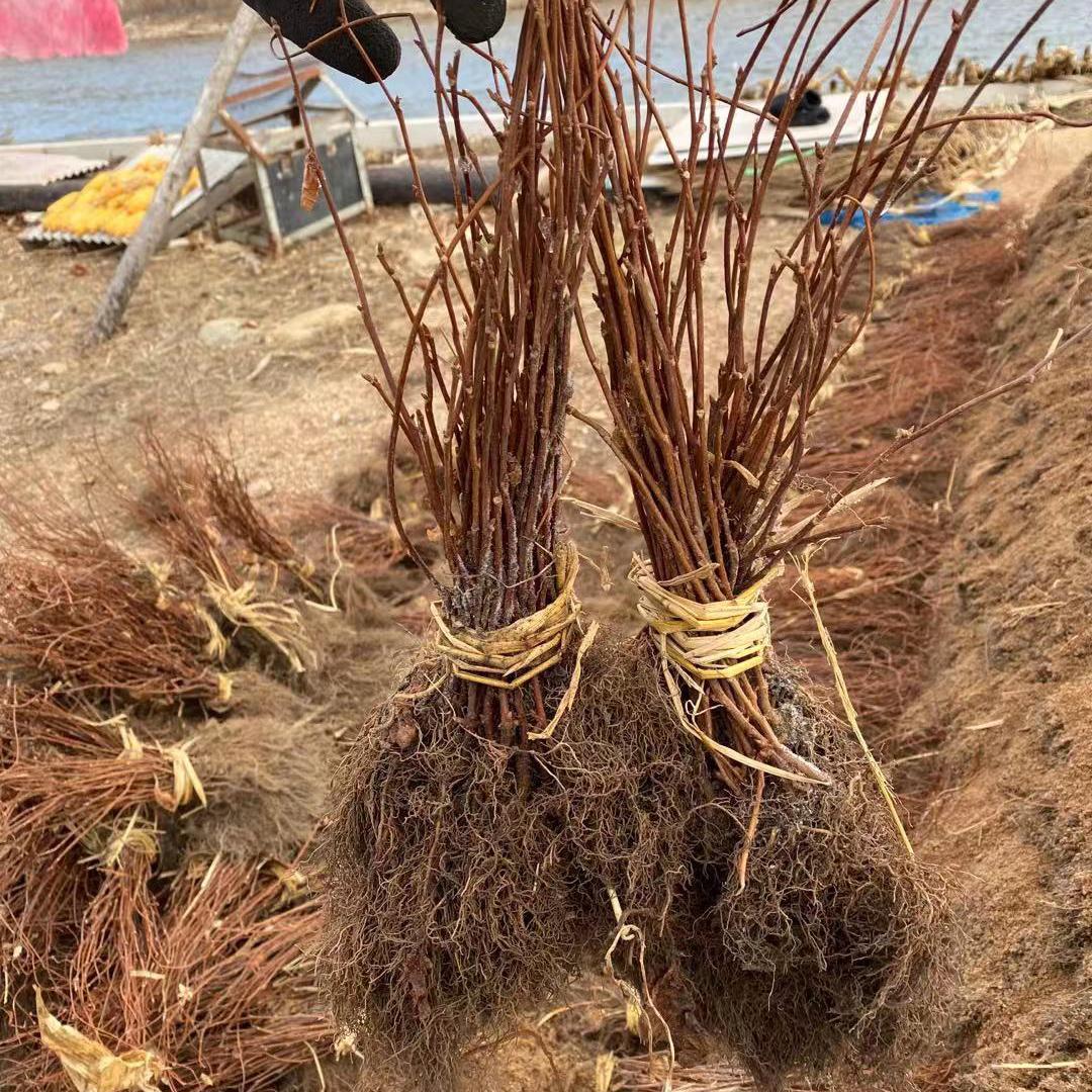 优质辽宁五味子苗采购 基地出售 量大更优惠 欲购从速