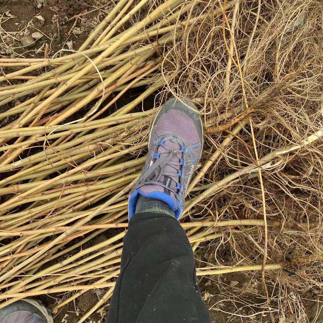 6-18公分刺槐苗 基地直 成活高 现场起苗