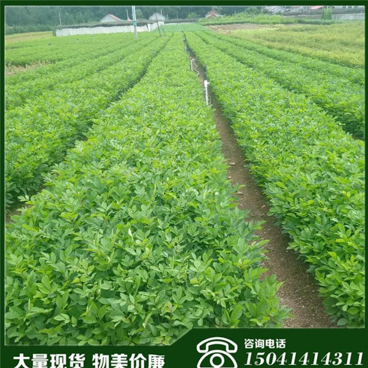 蒙古栎苗  蒙栎 柞栎沈阳蒙古栎苗大量批发
