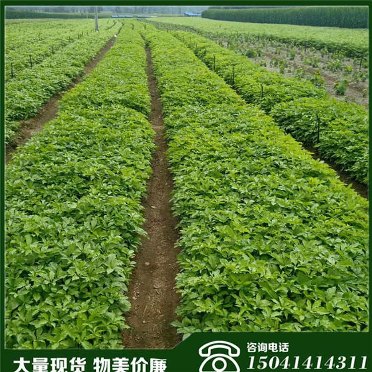 短梗刺五加苗 长梗刺五加苗 毛几子 苗木品质上等