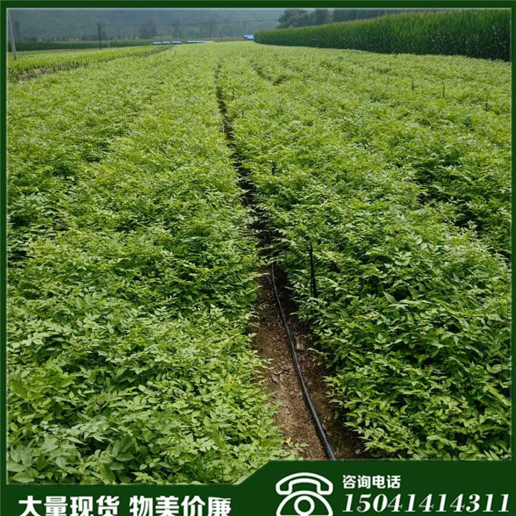 刺嫩芽苗 水曲柳苗 东北刺嫩芽苗 量大从优 厂家批发