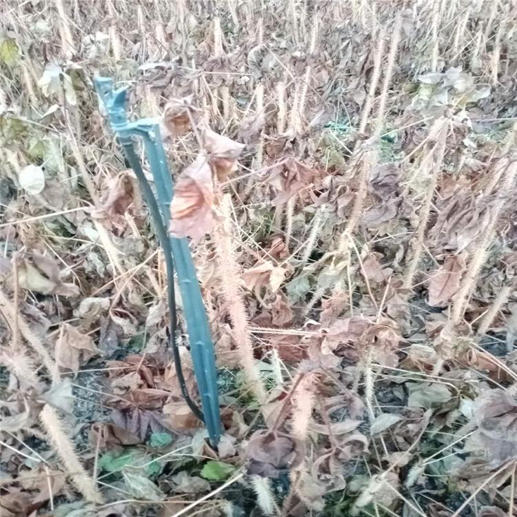 辽宁短梗刺五加苗 厂家直销价格合理