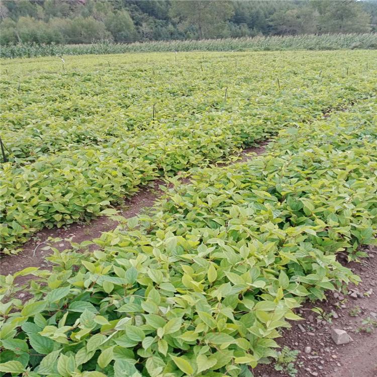五味子苗 财源苗木专业五味子苗种植基地