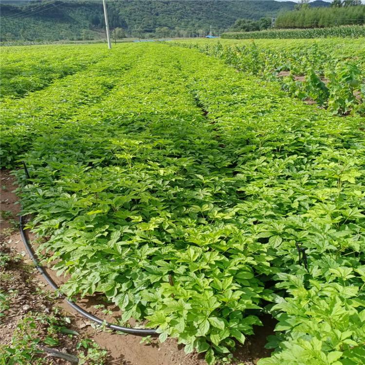 长梗刺五加苗 财源苗木五加苗专业种植刺五加苗
