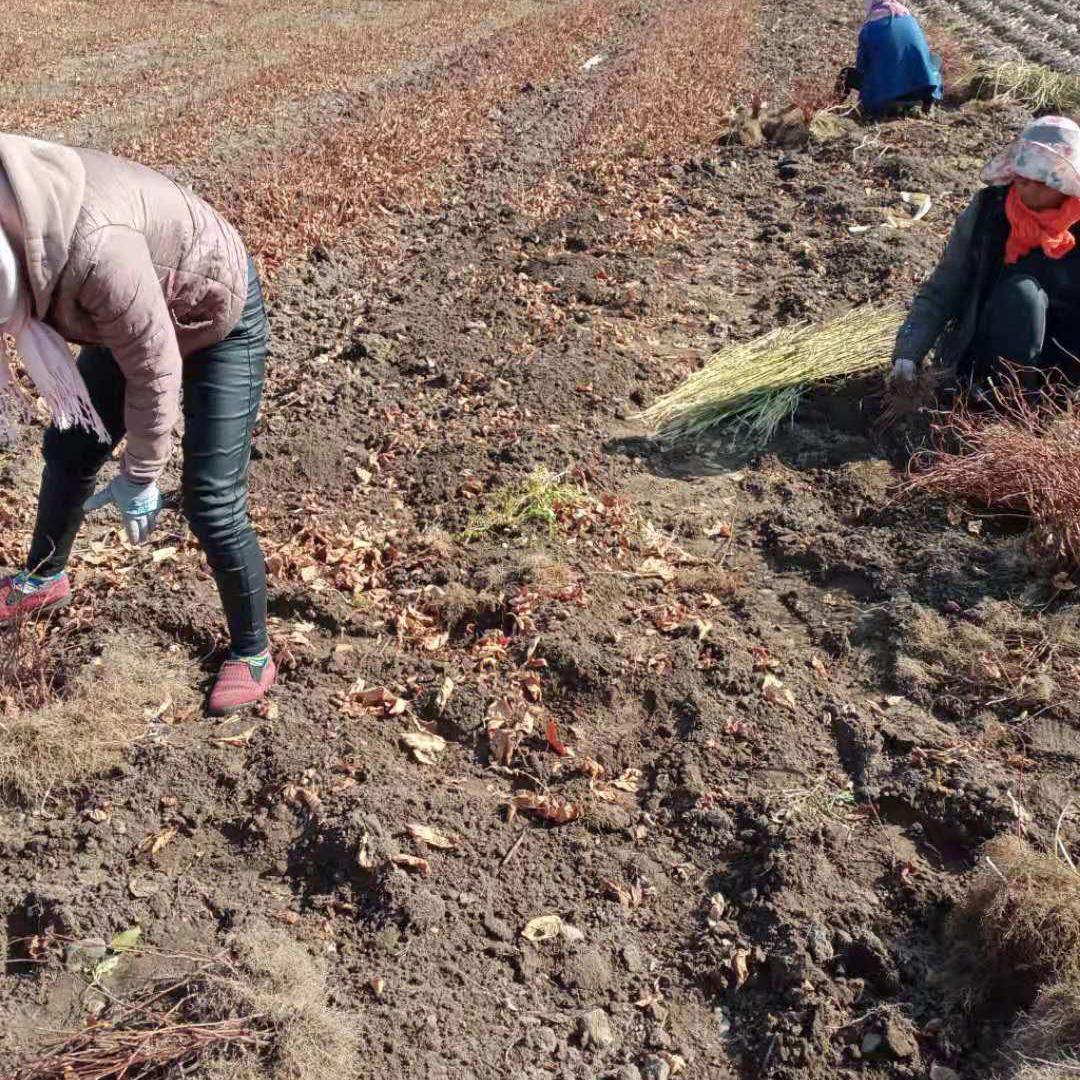 五味子苗 长期供应北五味子苗 存活率高的五味子苗基地直销