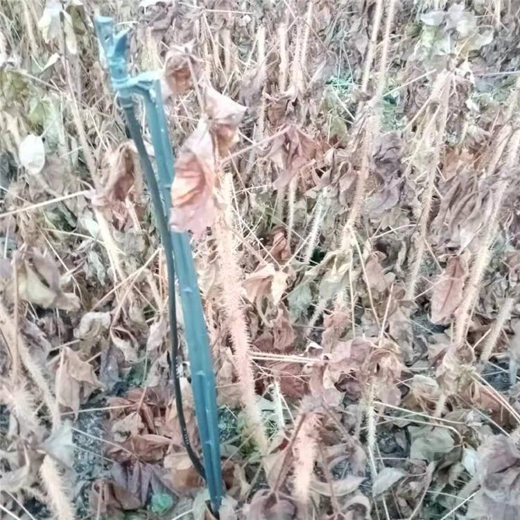 长梗刺五加苗 耐寒五加苗 药食灌木